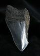 Bargain Inch Megalodon Tooth #1371-1